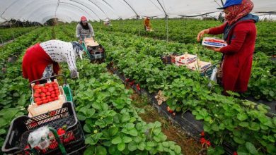 Photo de 473 dirhams par jour, soit 14 201 dirhams par mois. Tel est le revenu des saisonnières marocaines dans les champs de fraises espagnols, dont 8,33% sont prélevés par l’État sous forme d’impôt sur le revenu.