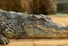 Photo de Le Maroc reçoit un fossile de crocodile marocain retrouvé dans une ferme de l’Indiana en 2014