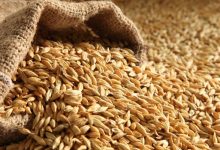 Photo de Le Maroc dispose d’un stock de blé suffisant malgré la guerre en Ukraine